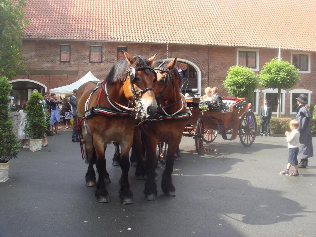 Meier Gresshoff 3* Oelde